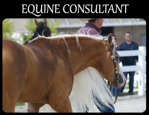 Equine Consultant